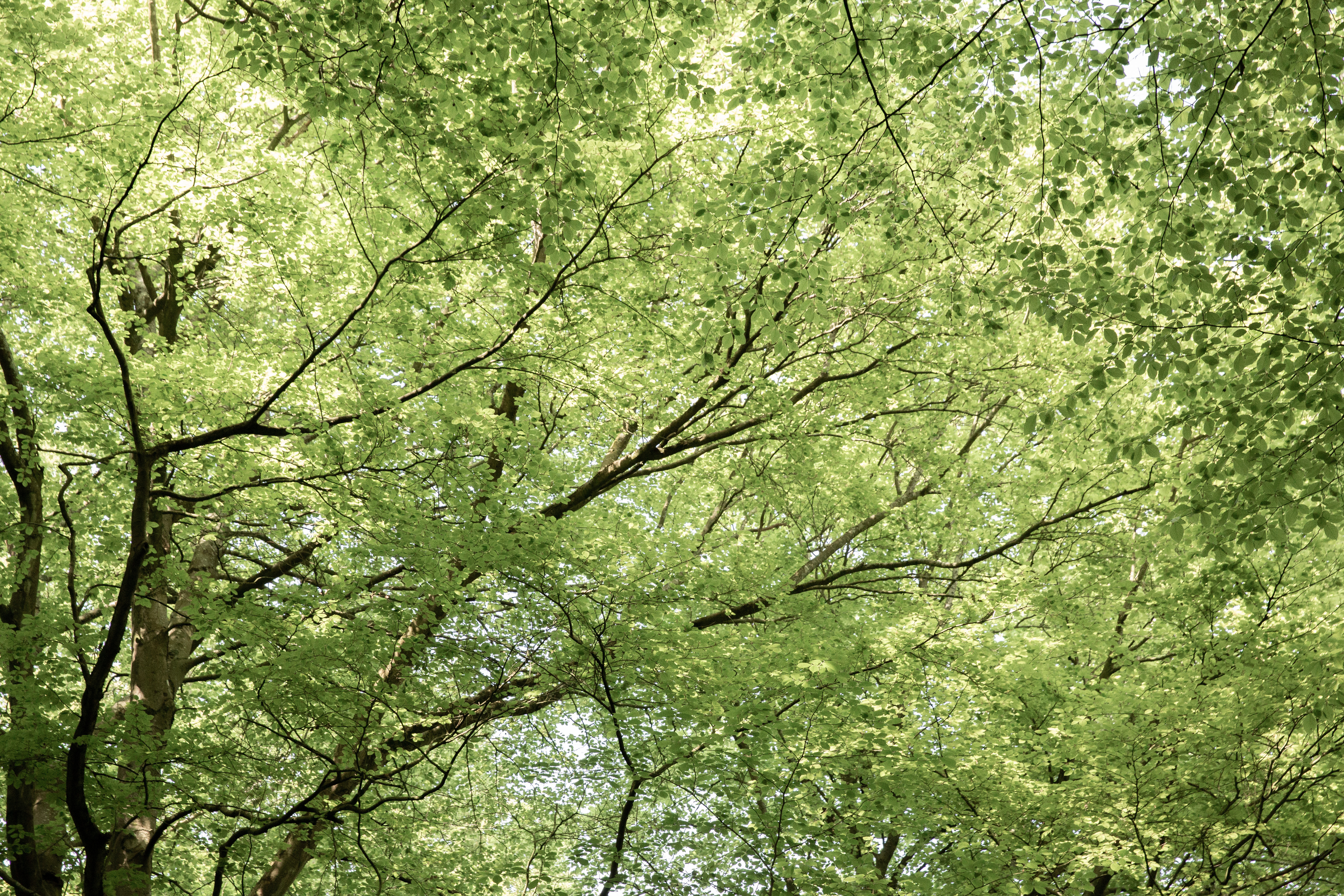 Forest canopy at Leigh Woods.