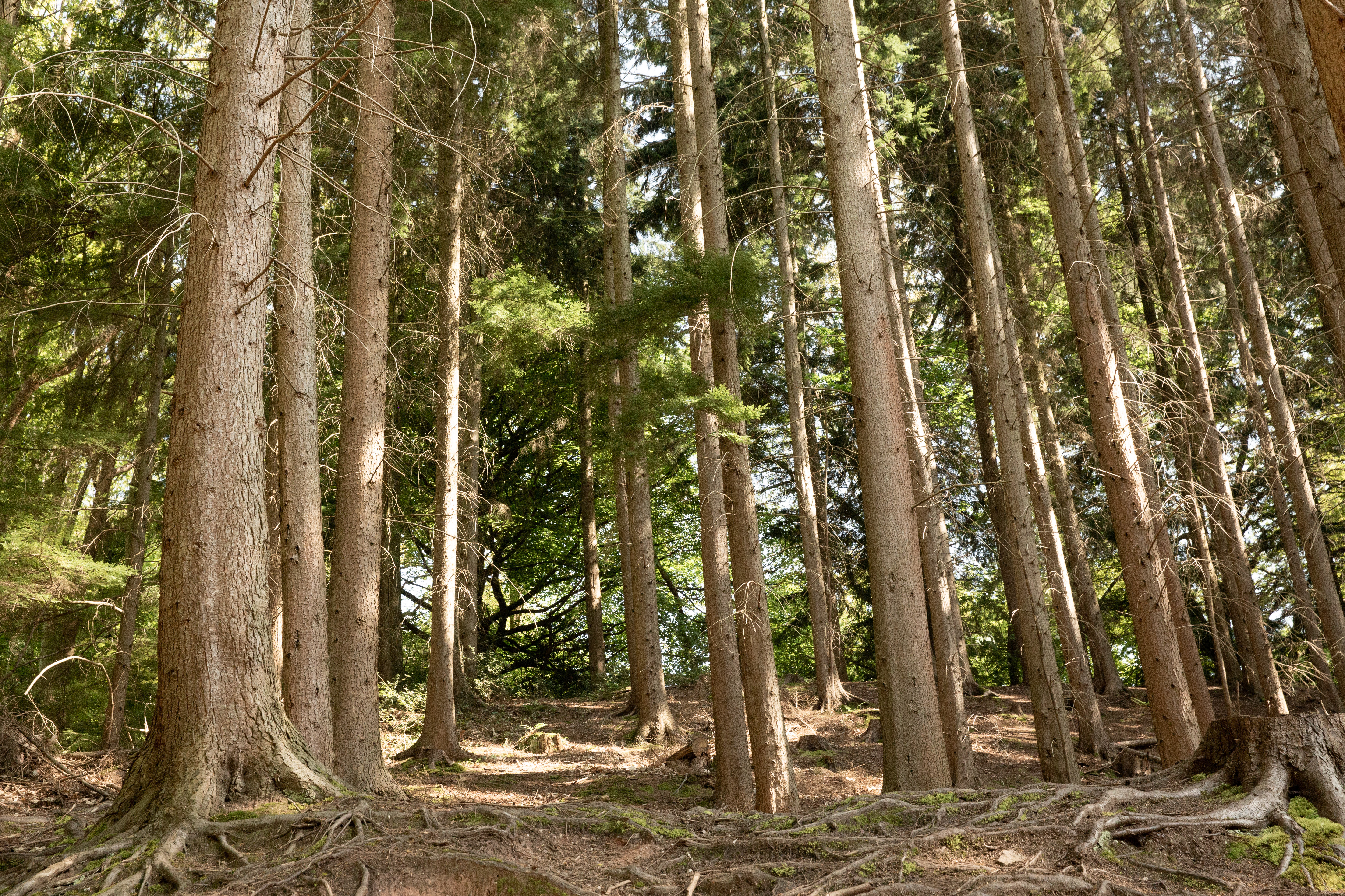 Forest at Leigh Woods.